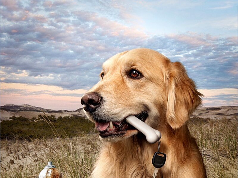 Golden Retriever Holding Bone