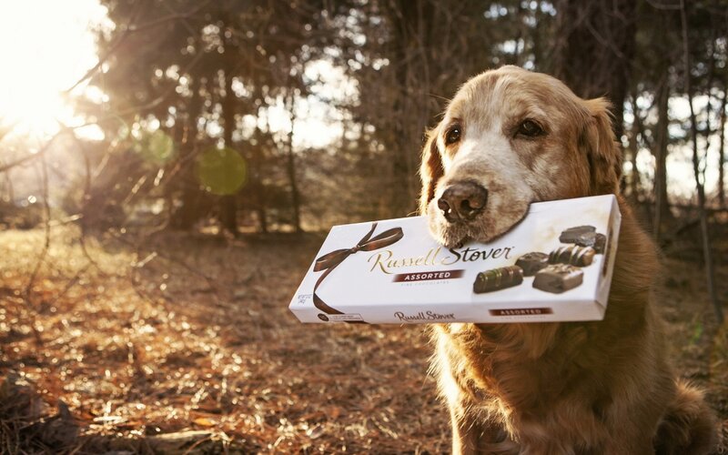 Golden Retriever Holding Chocolate — Brown