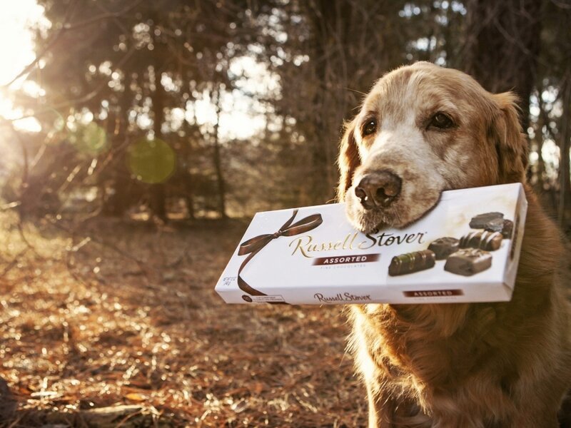 Golden Retriever Holding Chocolate