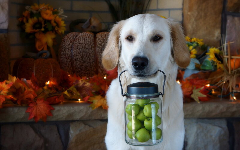 Golden Retriever Holding Jar