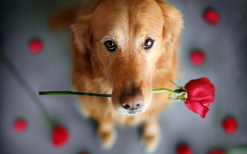 Golden Retriever Holding Rose — Brown