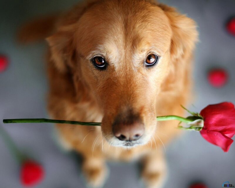 Golden Retriever Holding Rose