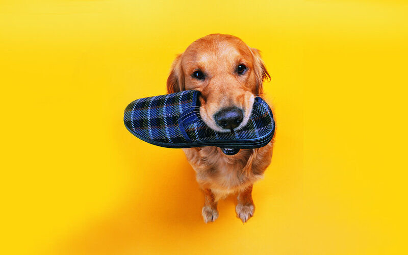 Golden Retriever Holding Slipper