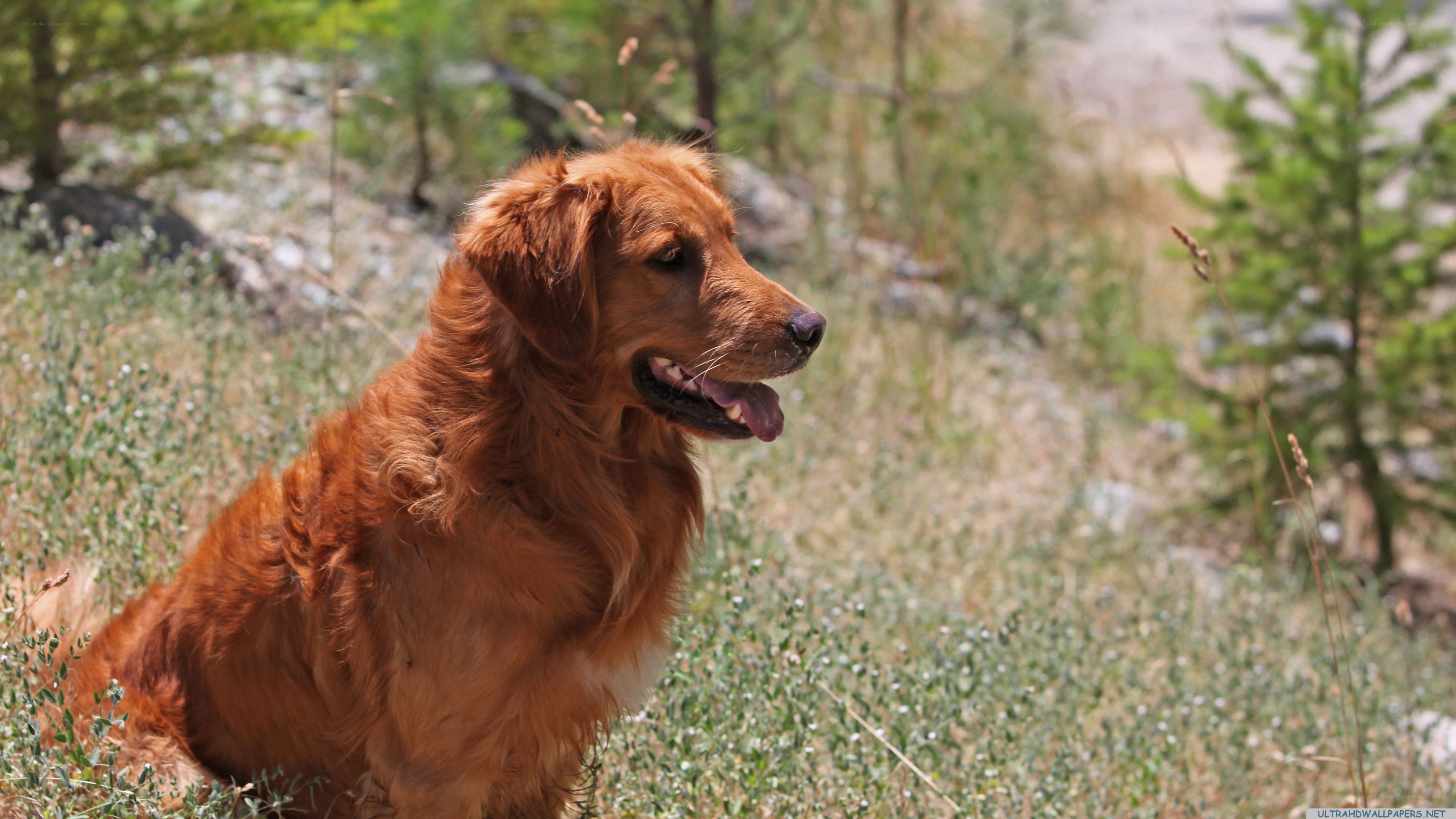 Golden Retriever in a Field