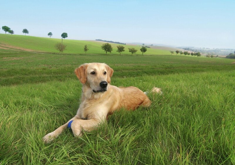 Golden Retriever in a field