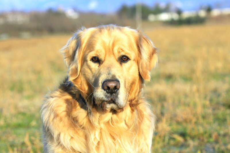 Golden Retriever in a Field