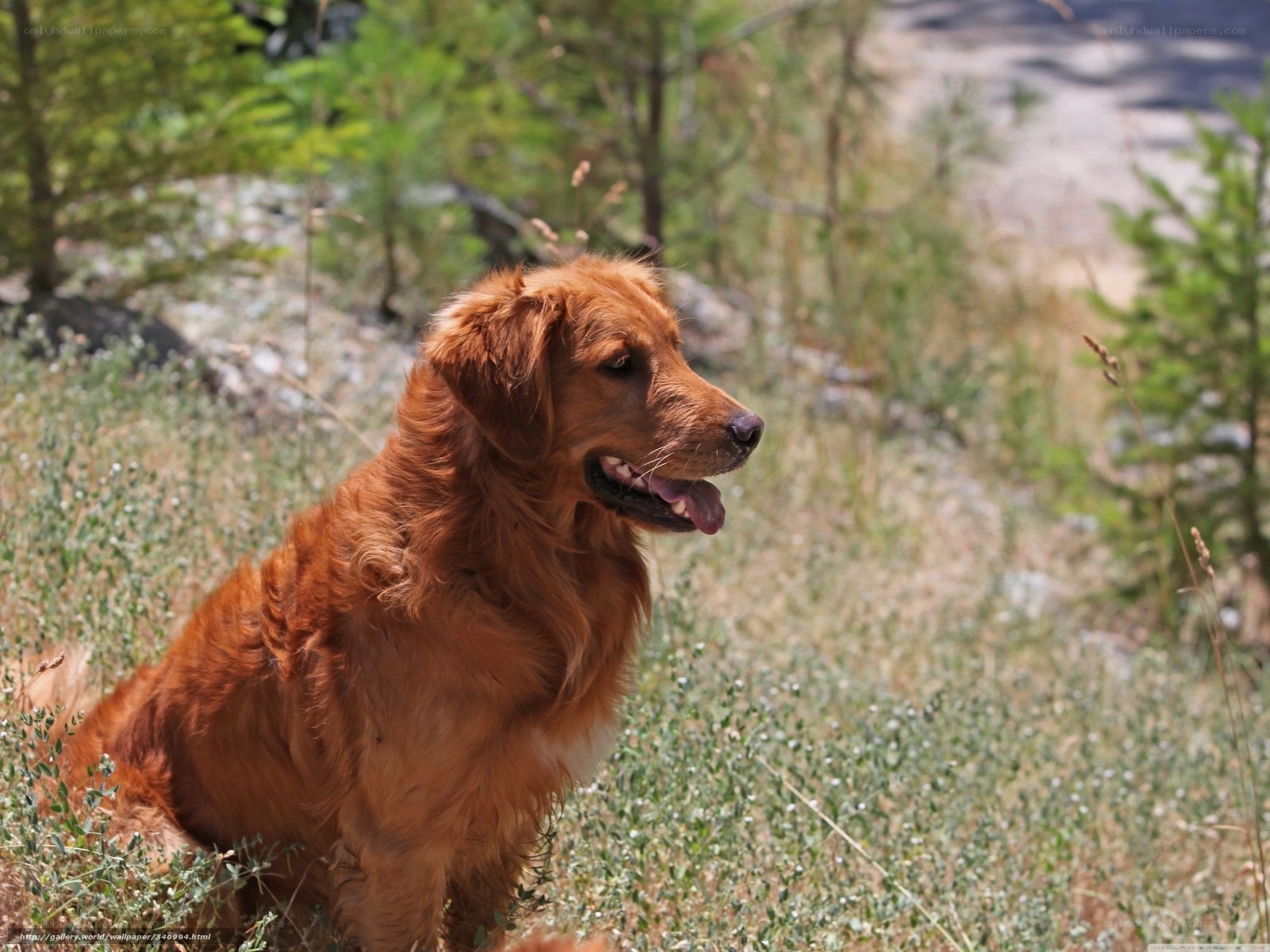 Golden Retriever in a Field