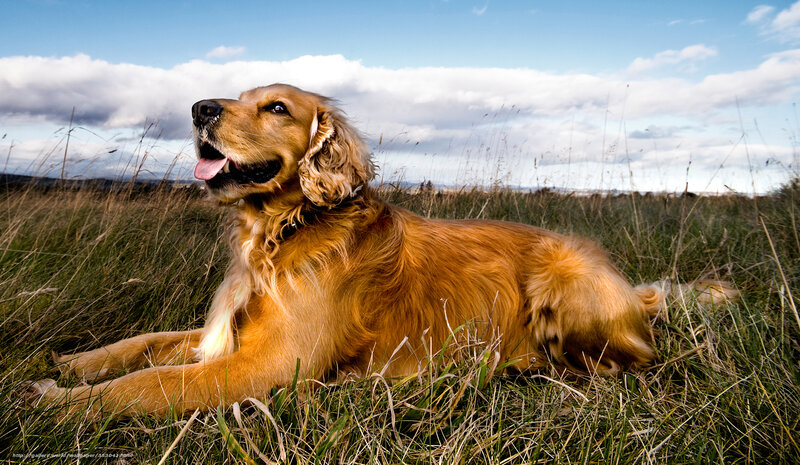 Golden Retriever in a Field