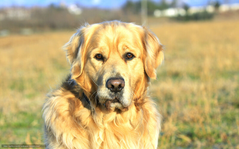Golden Retriever in a Field