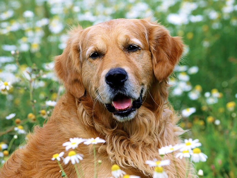 Golden retriever in a field of daisies