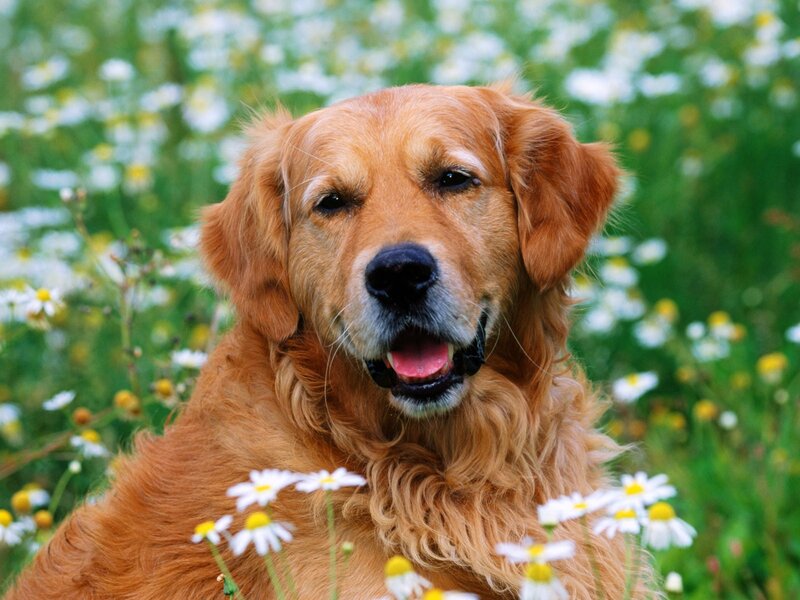 Golden Retriever in a Flower Field