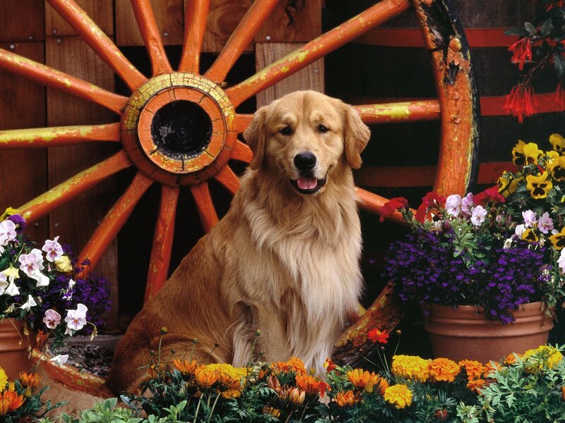 Golden Retriever in a Flower Garden