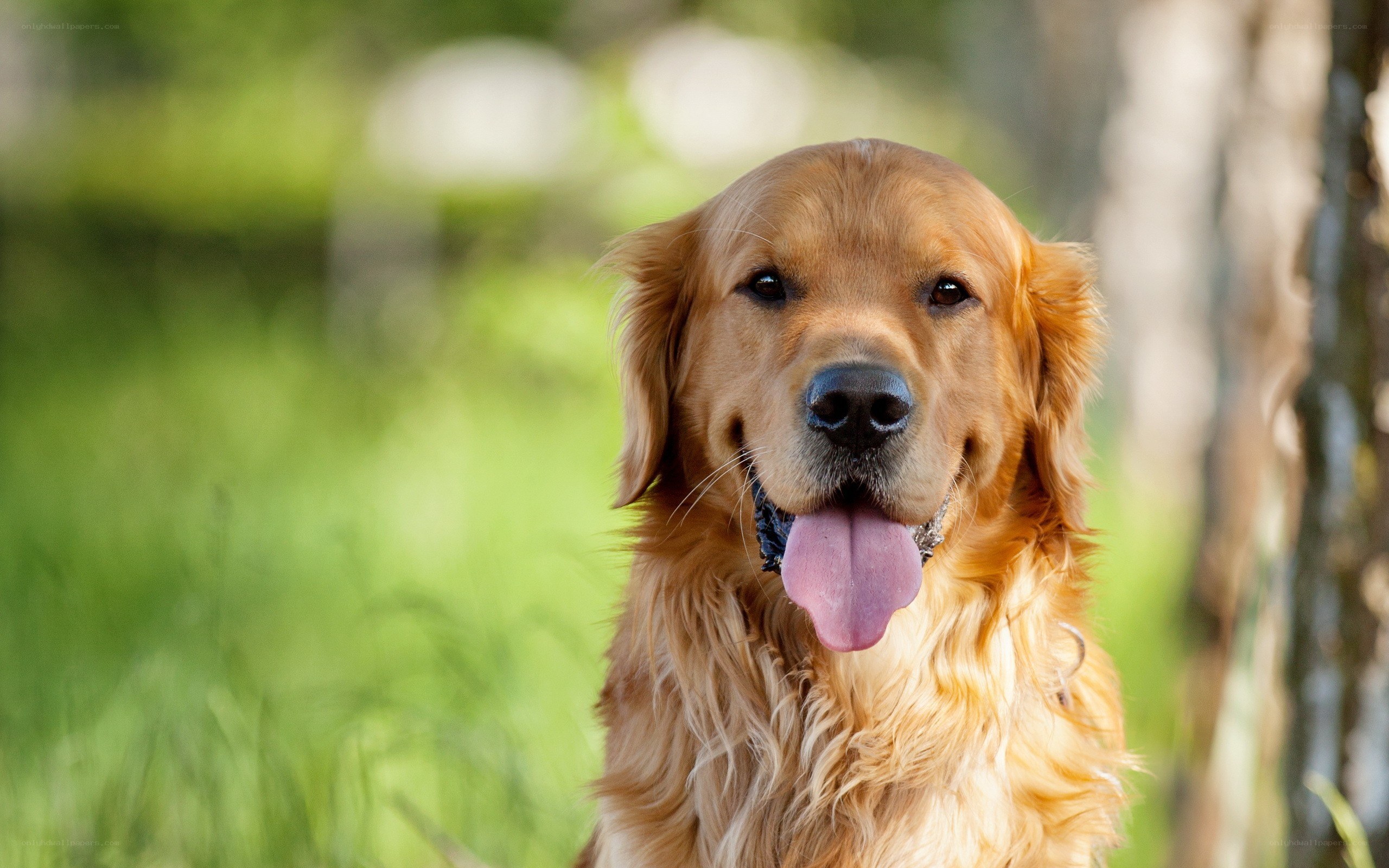 Golden retriever in a forest