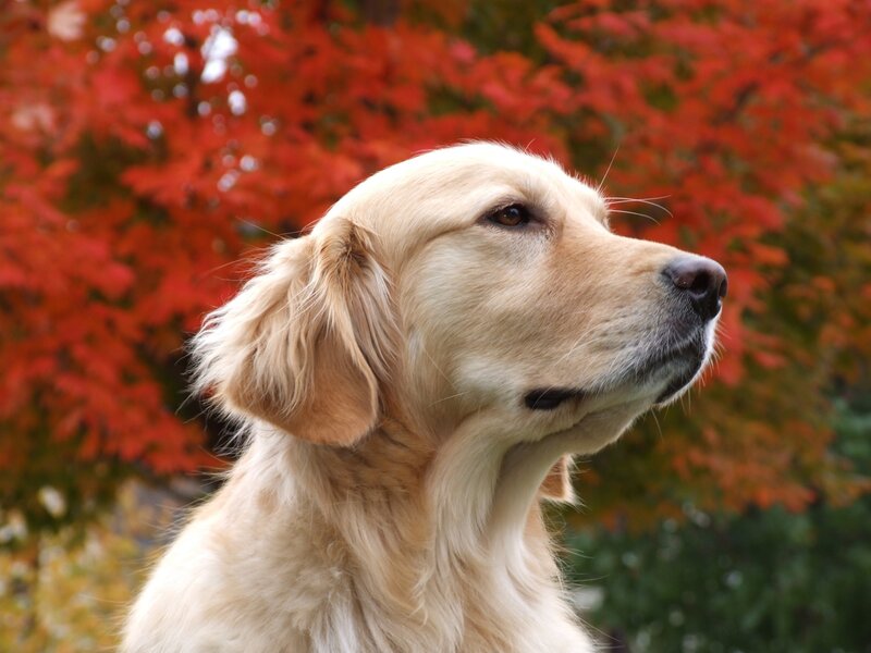 Golden Retriever in Autumn