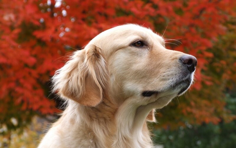 Golden Retriever in Autumn