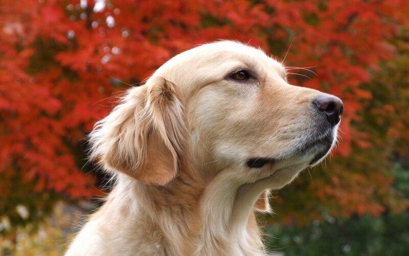 golden retriever in autumn