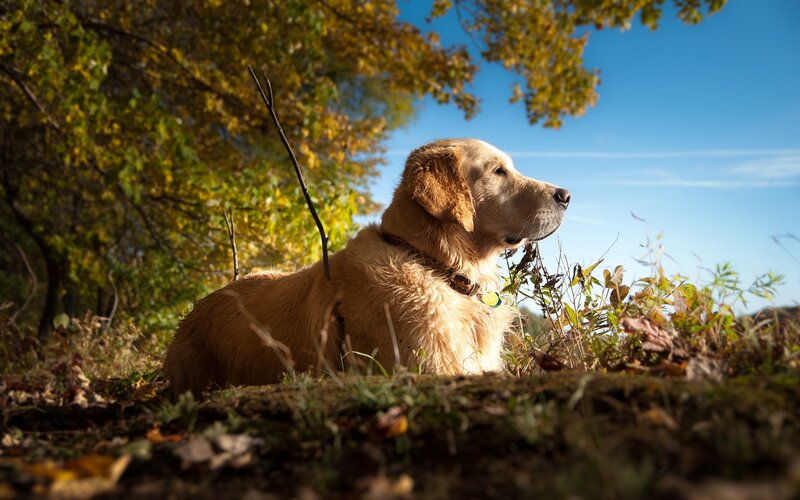 Golden Retriever in Autumn