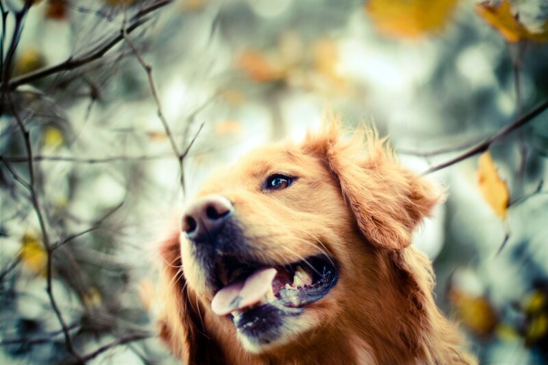Golden Retriever in Autumn
