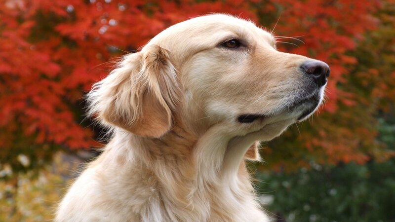 golden retriever in autumn