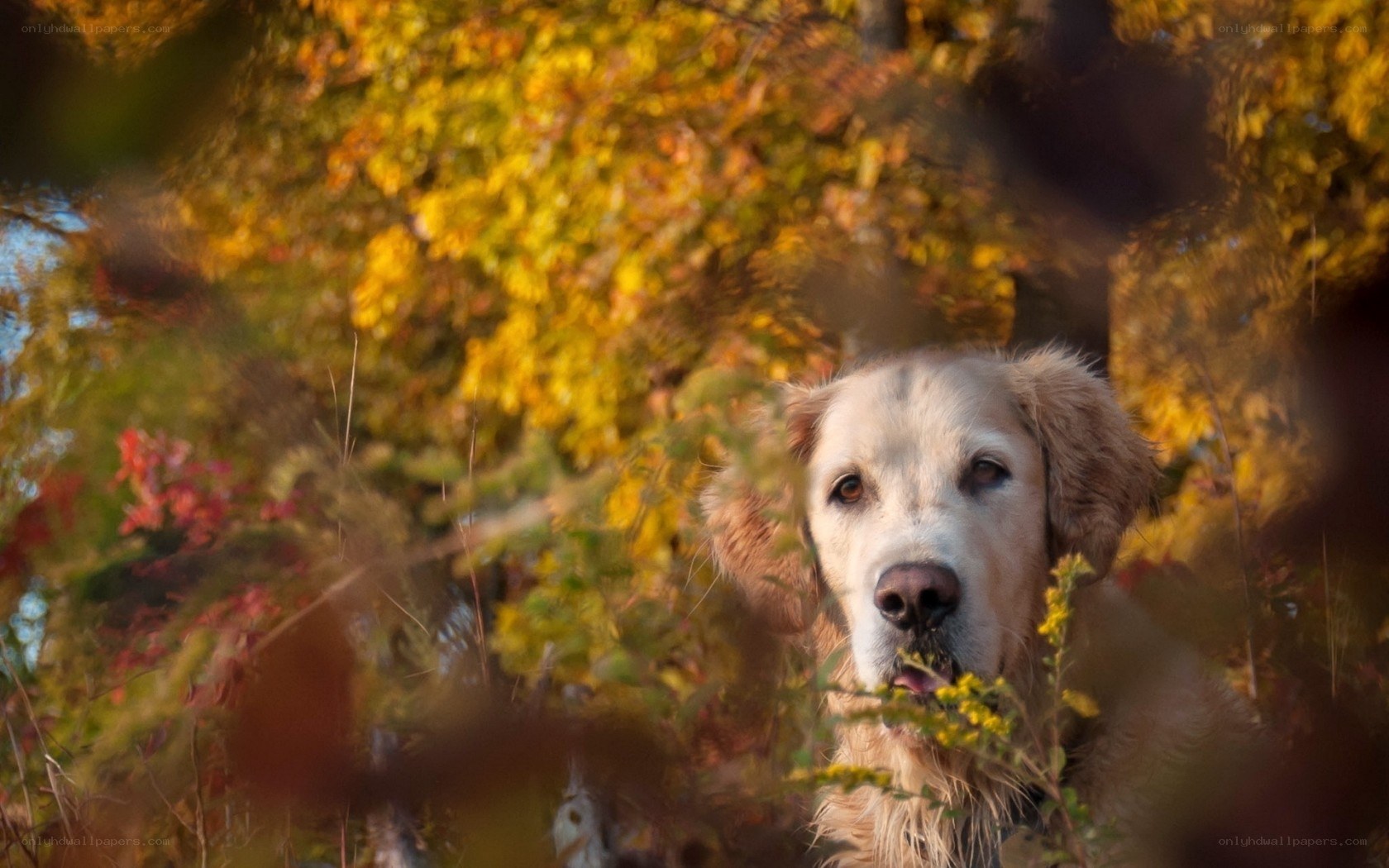Golden retriever in autumn foliage