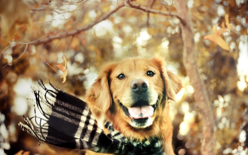 Golden retriever in autumn scarf