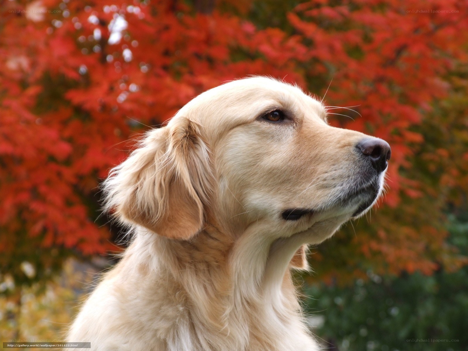 Golden Retriever in Autumn
