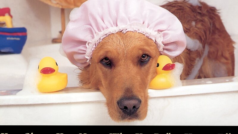 Golden Retriever in Bathtub