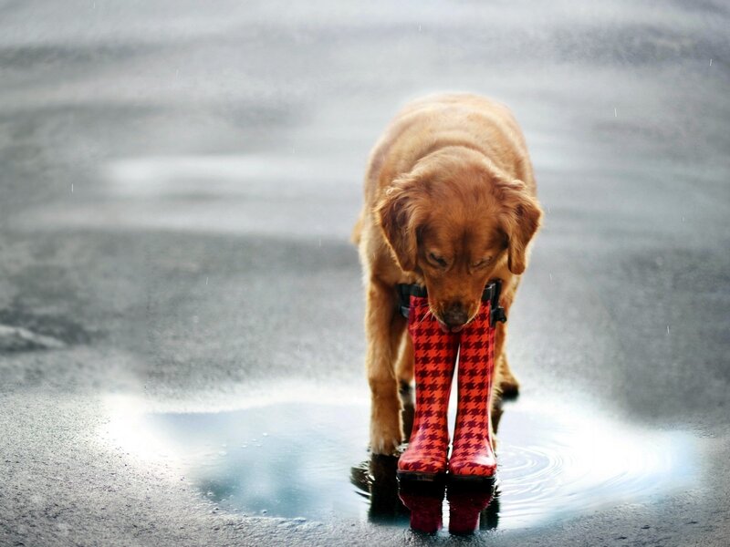 Golden Retriever in Boots