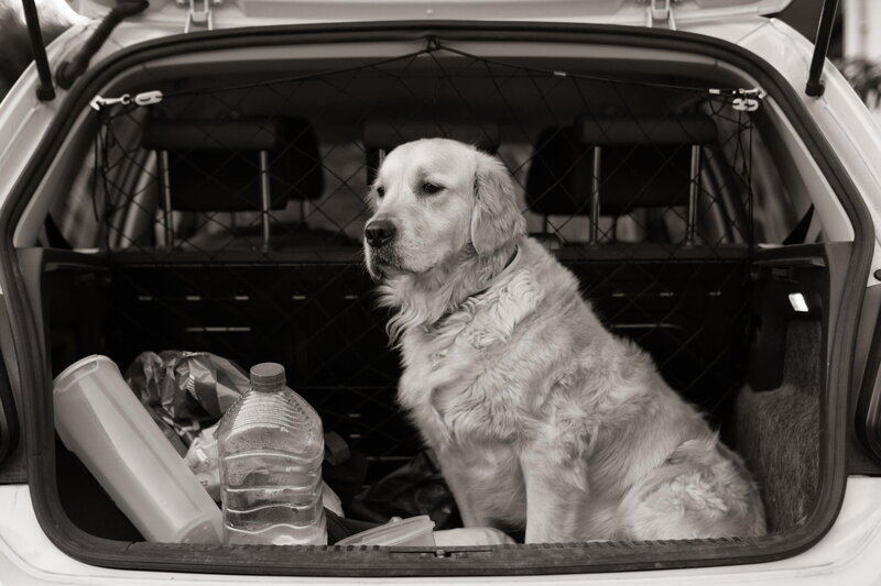Golden Retriever in Car — Black