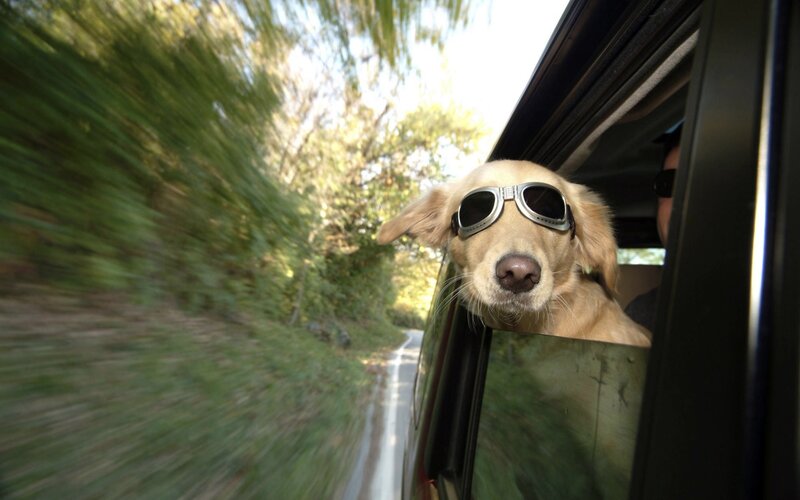 Golden Retriever in Car — Brown, Active