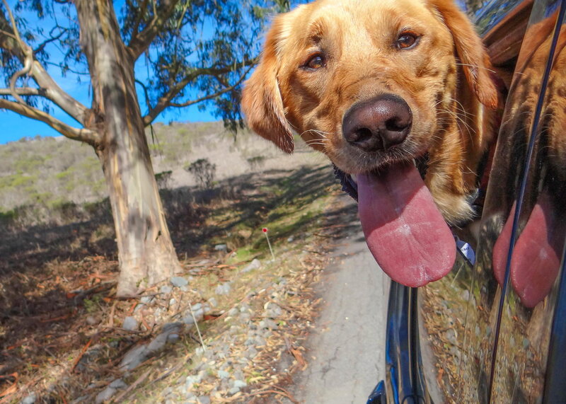 Golden Retriever in Car — Brown