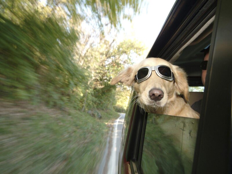 Golden Retriever in Car — Green, Active, Afternoon