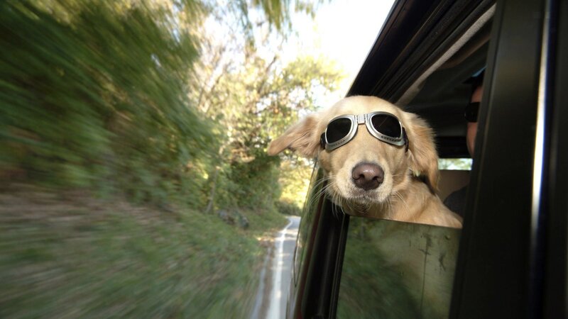 Golden Retriever in Car — Green, Active
