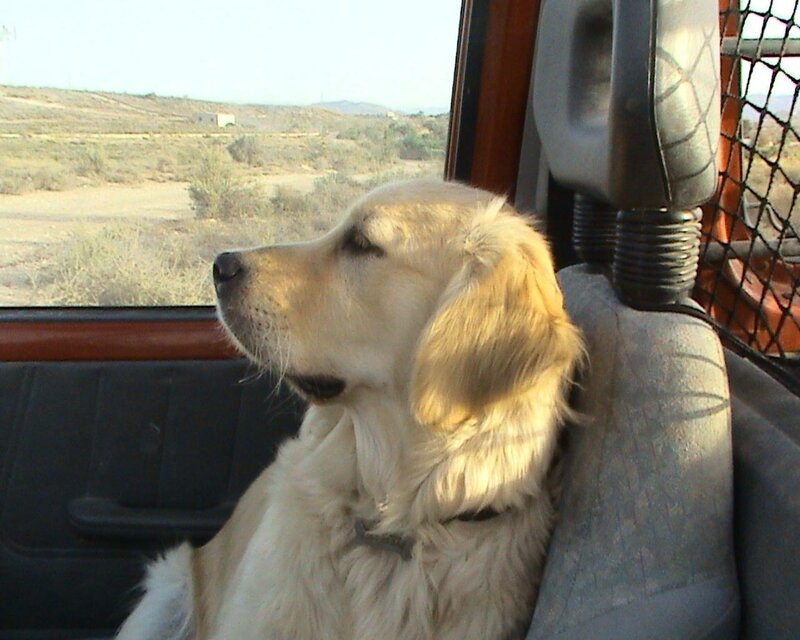 Golden Retriever in Car