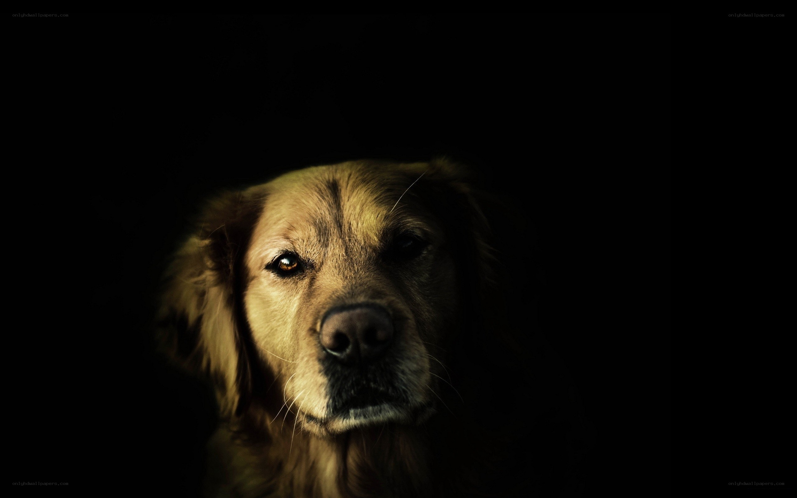 golden retriever in darkness