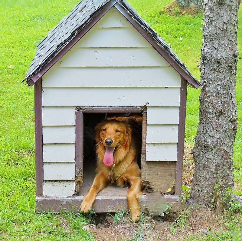 Golden Retriever in Dog House