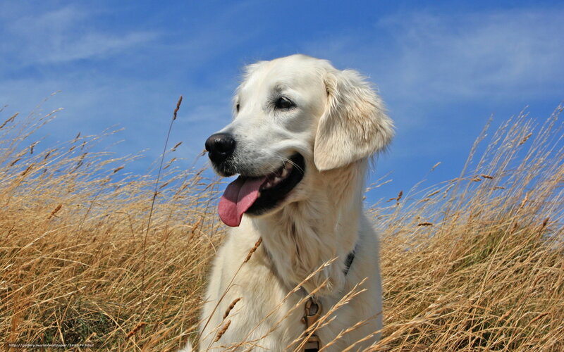 Golden Retriever in Field — Blue, Calm