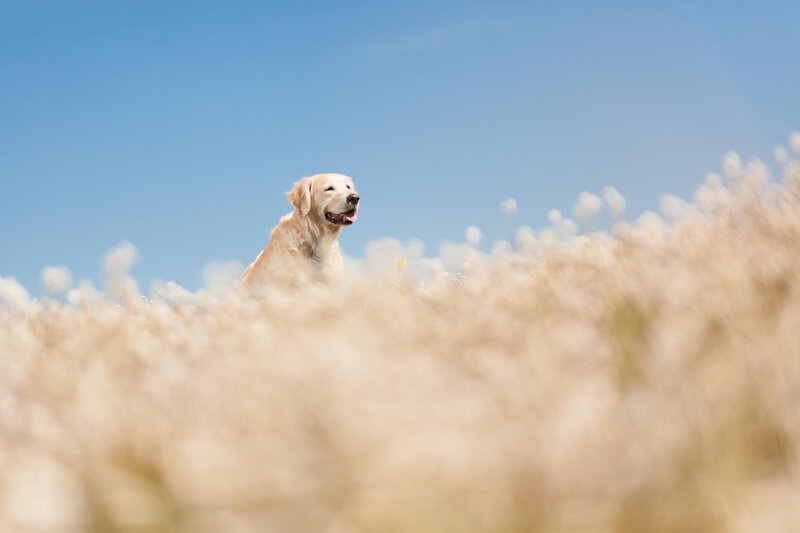 Golden Retriever in Field — Blue, Serene