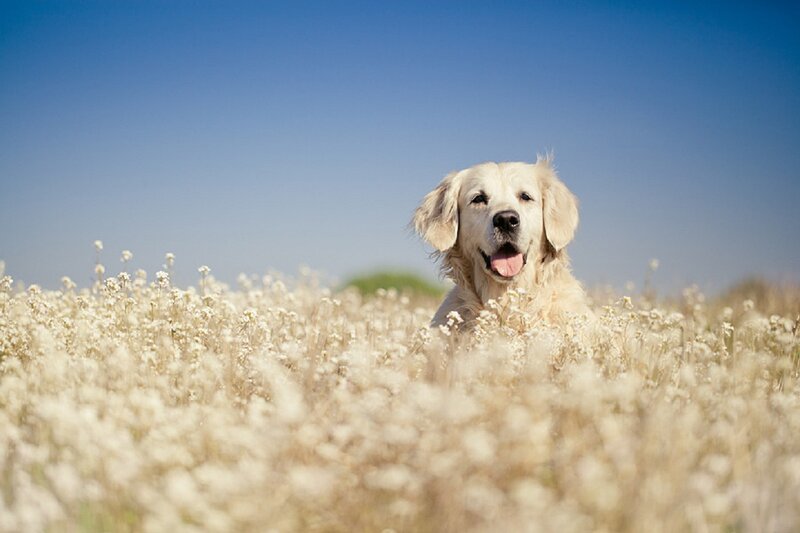 Golden Retriever in Field — Blue