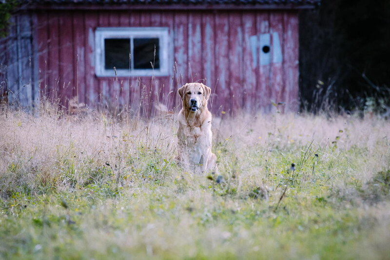 Golden Retriever in Field — Brown