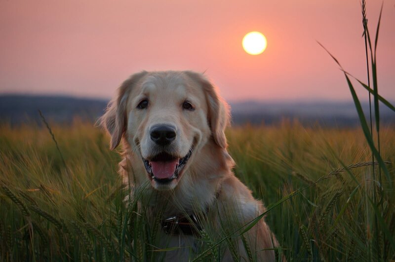 Golden Retriever in Field — Gold, Serene