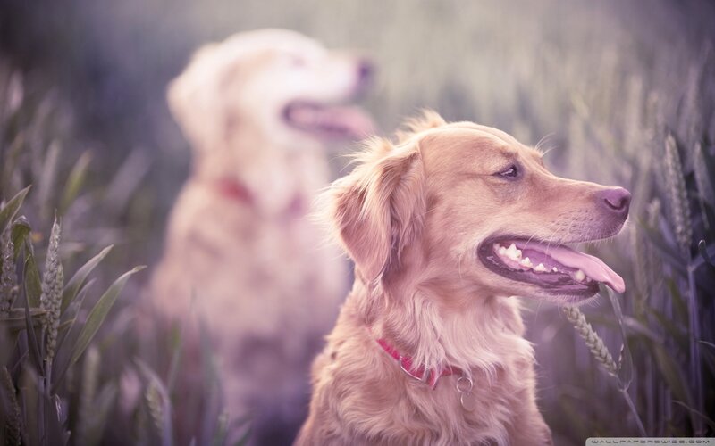 Golden Retriever in Field — Gold