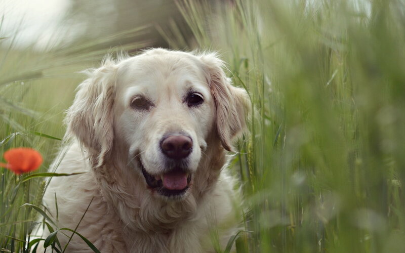 Golden Retriever in Field — Green, Calm