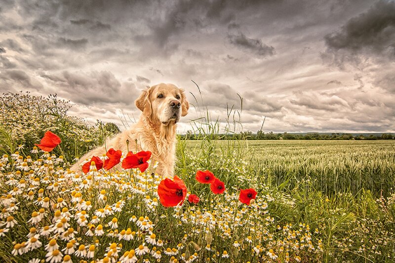 Golden Retriever in Field — Green, Dramatic
