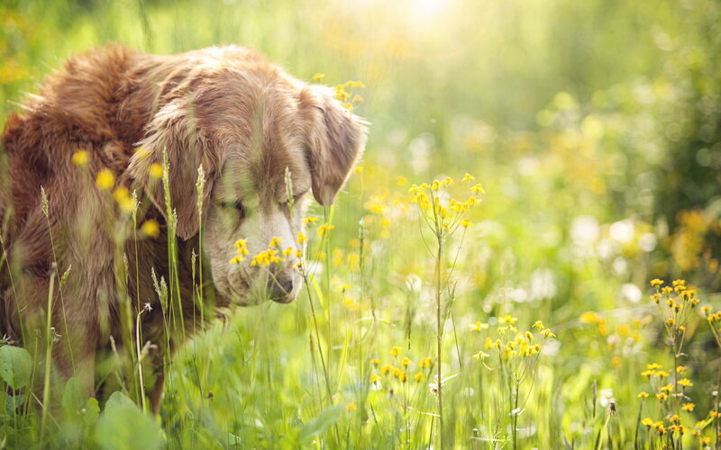Golden Retriever in Field — Green, Serene