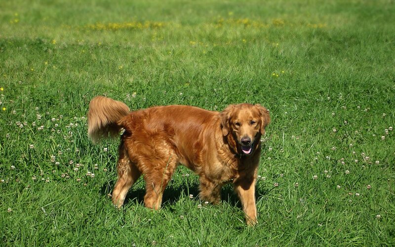 Golden Retriever in Field — Green