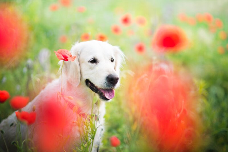 Golden Retriever in Field — Red, Serene