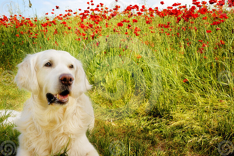 Golden Retriever in Field — Red
