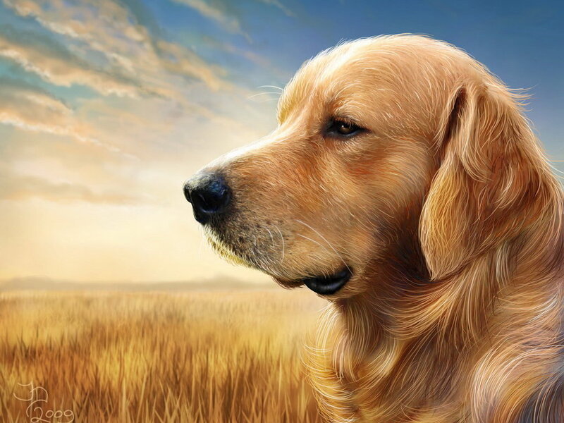 Golden Retriever in Field