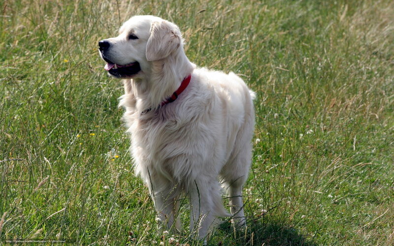 Golden Retriever in Field — White